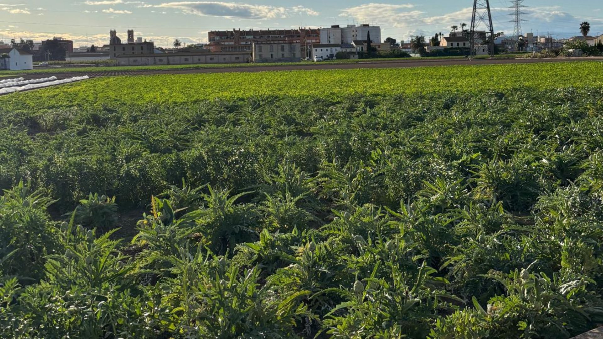 Productos de proximidad en la Huerta Valenciana y su importancia en un restaurante