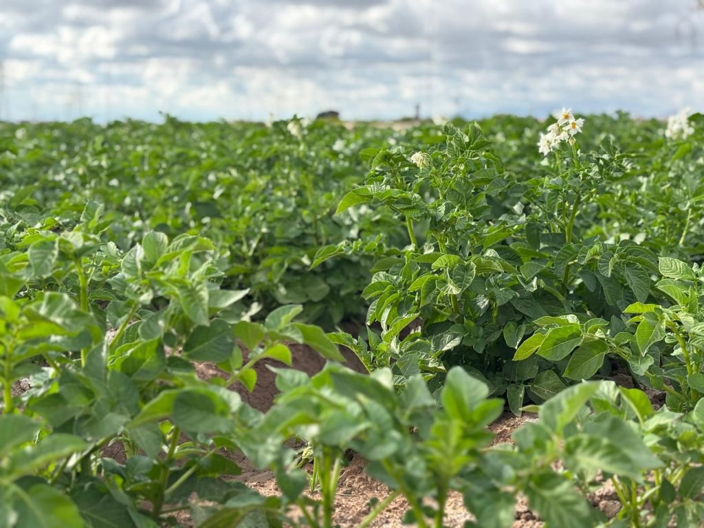 El Mosaic entra en la Smart Green Guide