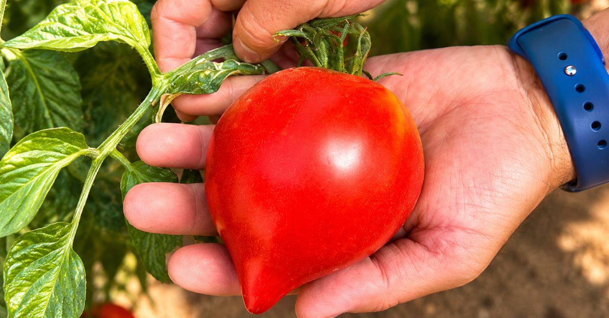 El tomate de Meliana en la carta de El Mosaic