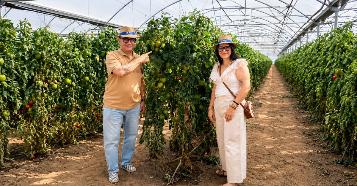 El Mosaic y el tomate de Meliana